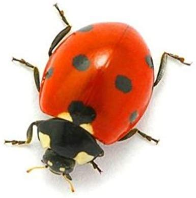 Pimprenelle la coccinnelle